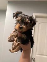 Benny AKC, a male Yorkshire Terrier for sale in Moreno Valley, CA – 1 of 4
