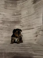 Benny AKC, a male Yorkshire Terrier for sale in Monroe, MI – 5 of 6
