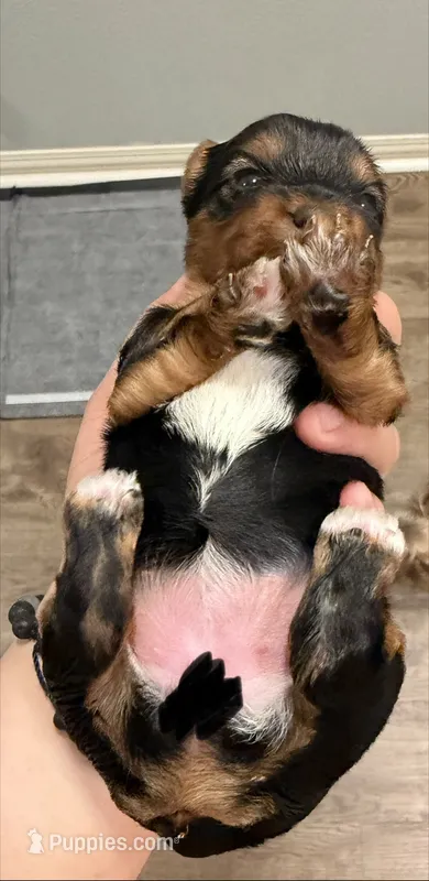 Betty AKC – Yorkshire Terrier puppy for sale in Moreno Valley, CA