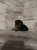 Benny AKC, a male Yorkshire Terrier for sale in Monroe, MI – 2 of 6