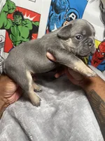 Herc AKC, a male French Bulldog for sale in Moreno Valley, CA – 1 of 6