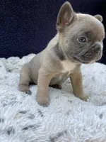 Heat AKC, a male French Bulldog for sale in Troy, MI – 3 of 5