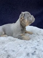 Sasha AKC, a female French Bulldog for sale in Troy, MI – 2 of 4