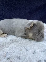 Sasha AKC, a female French Bulldog for sale in Troy, MI – 3 of 4