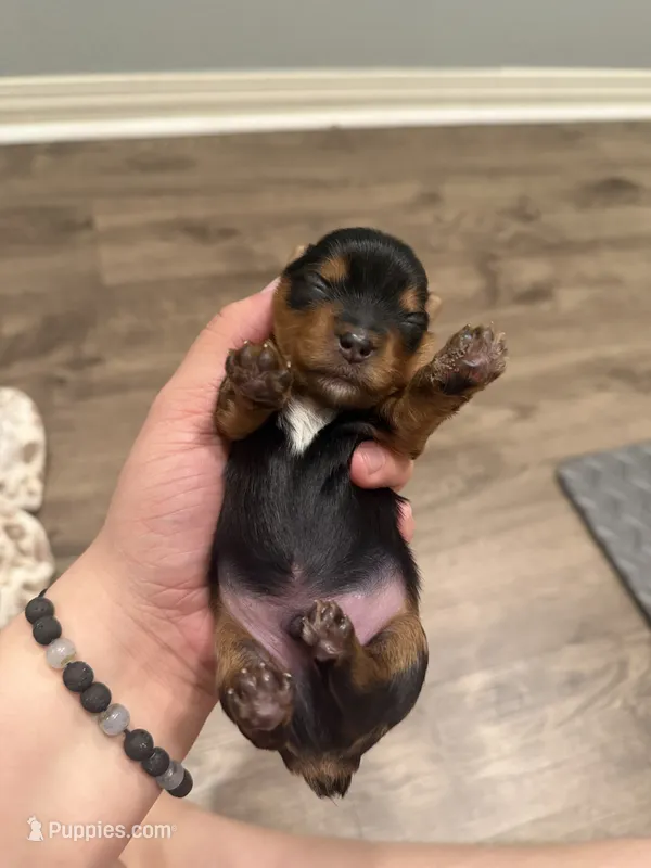 Benny – Yorkshire Terrier puppy for sale in Moreno Valley, CA