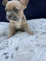 Sadie AKC, a female French Bulldog for sale in Troy, MI – 3 of 4
