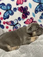Sadie AKC, a female French Bulldog for sale in Moreno Valley, CA – 4 of 4