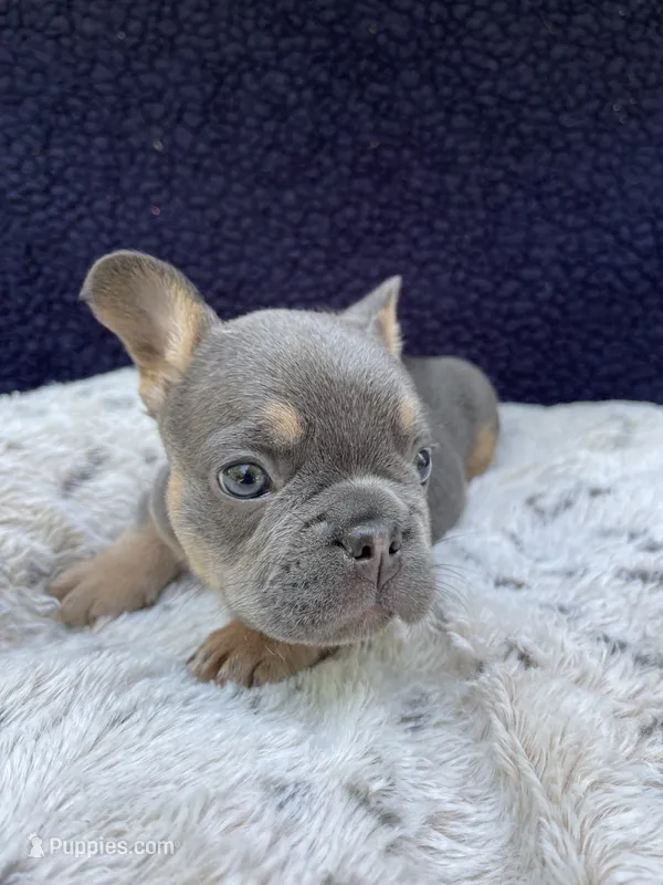 Herc AKC – French Bulldog puppy for sale in Troy, MI