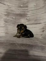 Benny AKC, a male Yorkshire Terrier for sale in Monroe, MI – 4 of 6