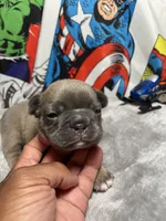 Heat AKC, a male French Bulldog for sale in Moreno Valley, CA – 4 of 4