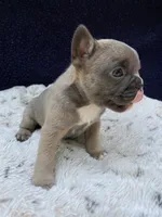 Heat AKC, a male French Bulldog for sale in Troy, MI – 2 of 5