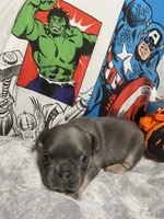 Herc AKC, a male French Bulldog for sale in Moreno Valley, CA – 5 of 6