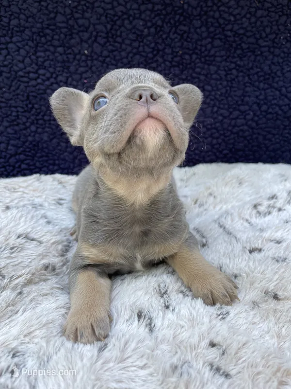 Sasha AKC – French Bulldog puppy for sale in Troy, MI
