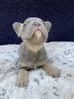 Sasha AKC, a female French Bulldog for sale in Troy, MI – 1 of 4