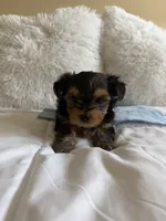 Benny AKC, a male Yorkshire Terrier for sale in Moreno Valley, CA – 3 of 4