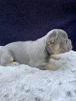 Sasha AKC, a female French Bulldog for sale in Troy, MI – 4 of 4
