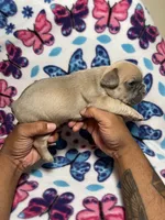 Sasha AKC, a female French Bulldog for sale in Moreno Valley, CA – 4 of 5