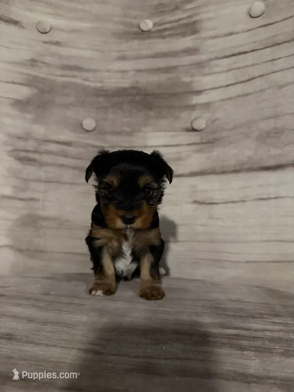 Betty AKC – Yorkshire Terrier puppy for sale in Moreno Valley, CA