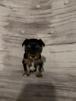 Betty AKC, a female Yorkshire Terrier for sale in Monroe, MI – 1 of 4