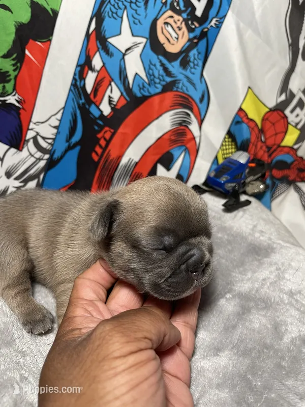 Heat AKC – French Bulldog puppy for sale in Moreno Valley, CA
