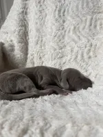 Crypto AKC  , a male Great Dane for sale in Moreno Valley, CA – 2 of 2