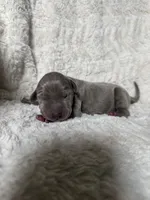 Sonic AKC, a male Great Dane for sale in Moreno Valley, CA – 2 of 2