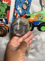 Hero AKC , a male French Bulldog for sale in Moreno Valley, CA – 3 of 4