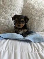 Benny AKC, a male Yorkshire Terrier for sale in Moreno Valley, CA – 2 of 4