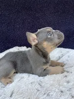 Herc AKC, a male French Bulldog for sale in Troy, MI – 3 of 4