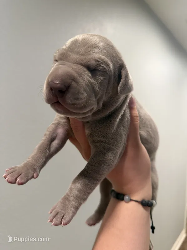 Chrome AKC – Great Dane puppy for sale in Moreno Valley, CA