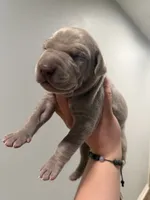 Chrome AKC, a male Great Dane for sale in Moreno Valley, CA – 1 of 2