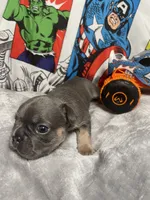 Herc AKC, a male French Bulldog for sale in Moreno Valley, CA – 6 of 6