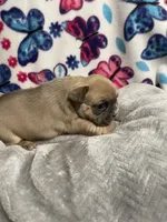 Sasha AKC, a female French Bulldog for sale in Moreno Valley, CA – 5 of 5