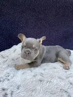 Herc AKC, a male French Bulldog for sale in Troy, MI – 4 of 4