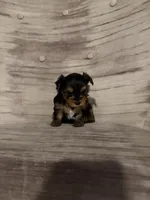 Benny AKC, a male Yorkshire Terrier for sale in Monroe, MI – 6 of 6