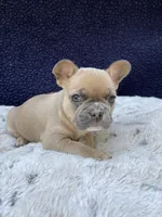 Sadie AKC, a female French Bulldog for sale in Troy, MI – 4 of 4