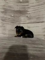 Betty AKC, a female Yorkshire Terrier for sale in Monroe, MI – 4 of 4