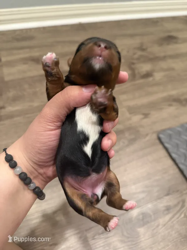 Betty – Yorkshire Terrier puppy for sale in Moreno Valley, CA