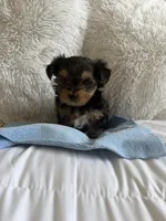 Benny AKC, a male Yorkshire Terrier for sale in Moreno Valley, CA – 4 of 4
