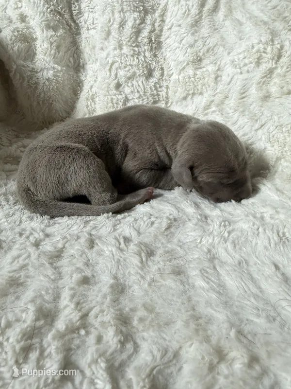 Sonic AKC – Great Dane puppy for sale in Moreno Valley, CA