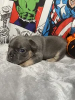 Herc AKC, a male French Bulldog for sale in Moreno Valley, CA – 3 of 6