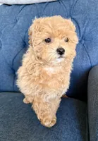 Tiny , a female Miniature Goldendoodle for sale in Mosinee, WI – Photo 3 of 3