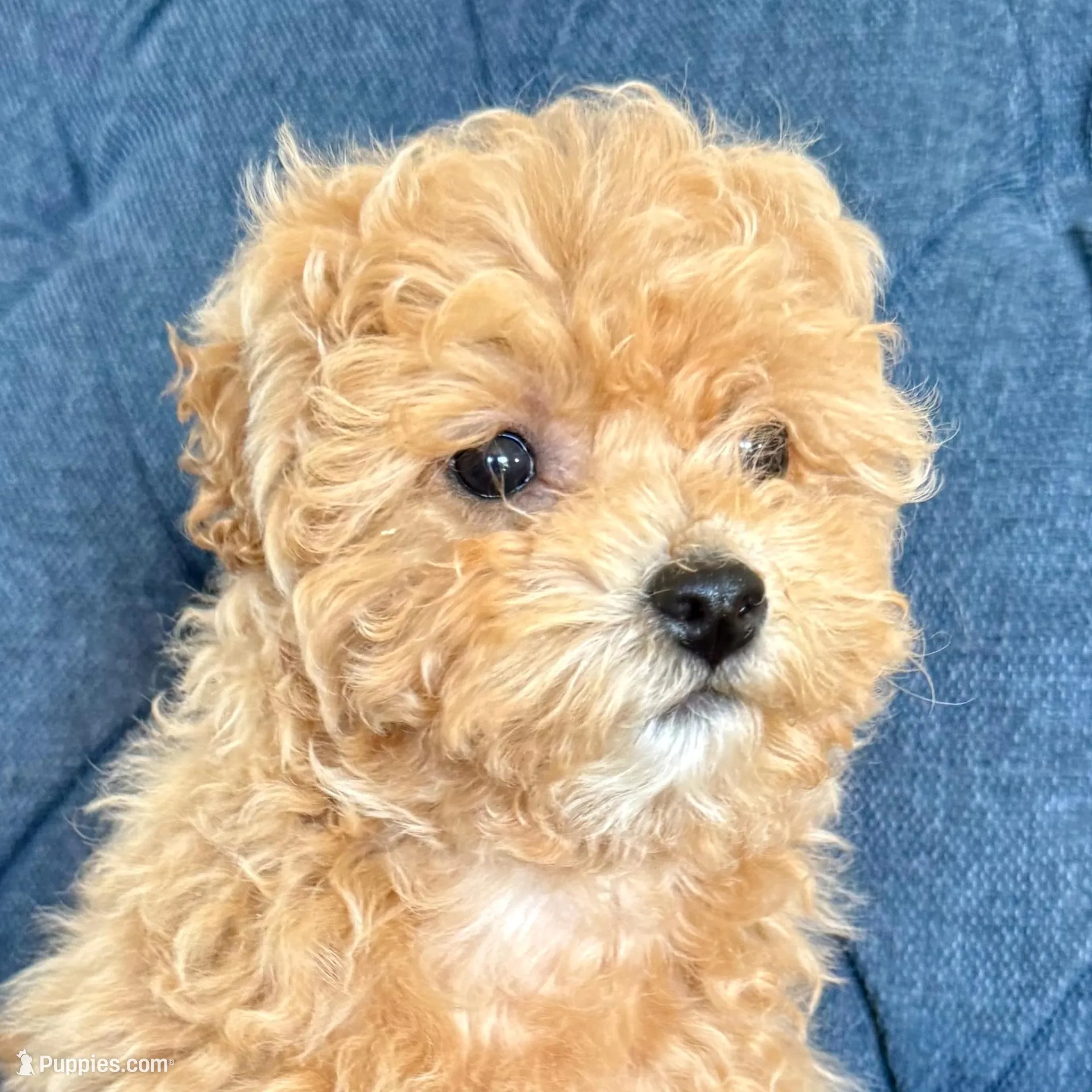 Tiny , a female Miniature Goldendoodle for sale in Mosinee, WI – Photo 1 of 3