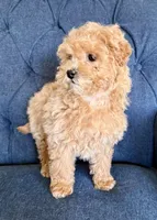 Tiny , a female Miniature Goldendoodle for sale in Mosinee, WI – Photo 2 of 3