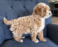 Theo, a male Miniature Goldendoodle for sale in Mosinee, WI – Photo 4 of 4