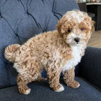 Theo, a male Miniature Goldendoodle for sale in Mosinee, WI – Photo 3 of 4