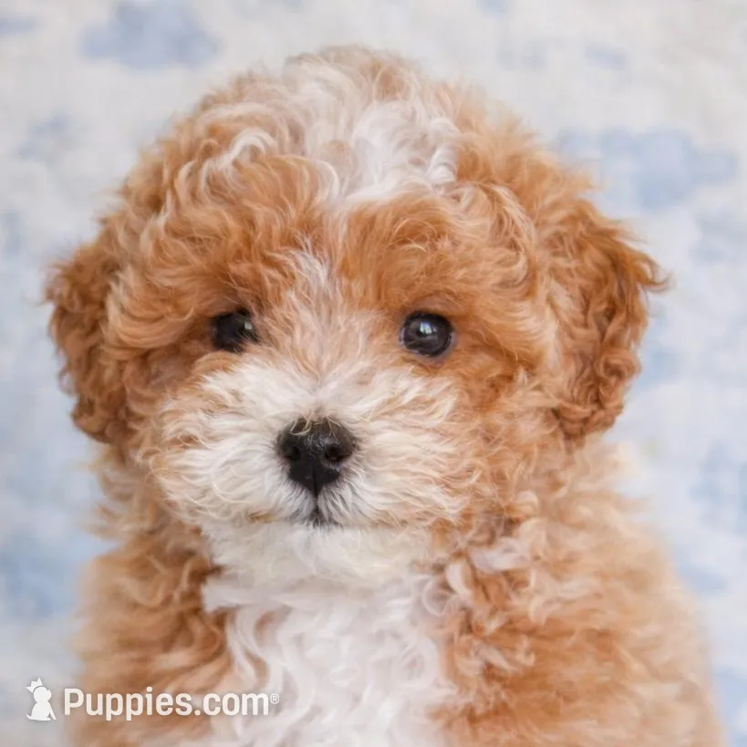 Theo-toy size f1b – Miniature Goldendoodle puppy for sale in Mosinee, WI