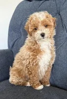 Theo, a male Miniature Goldendoodle for sale in Mosinee, WI – Photo 2 of 4