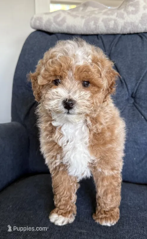 Theo – Miniature Goldendoodle puppy for sale in Mosinee, WI