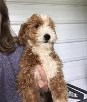 Teddy - toy sized f1b, a male Miniature Goldendoodle for sale in Mosinee, WI – Photo 4 of 4